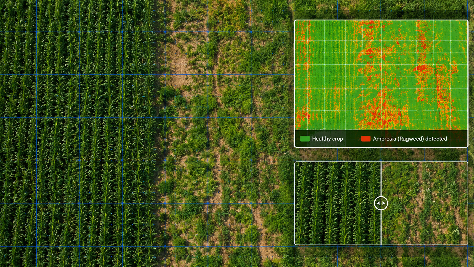 Ragweed (Ambrosia) identification based on phenology, using high-resolution RGB drone aerial photos